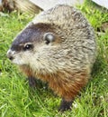 Chucky the Woodchuck Royalty Free Stock Photo