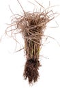 Chufa plant with nuts and grass and roots on a white background