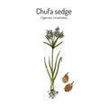 Chufa sedge Cyperus esculentus , edible and medicinal plant