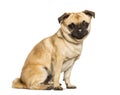 Chug dog is a Mixed-breed between a pug and a Chihuahua sitting