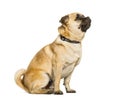 Chug dog is a Mixed-breed between a pug and a Chihuahua sitting