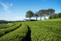 Chui Fong tea plantation, Chiang Rai, Thailand