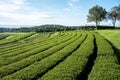 Chui Fong tea plantation, Chiang Rai, Thailand