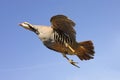 Chukar in flight Royalty Free Stock Photo