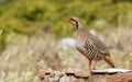 Chukar Partridge (Alectoris chukar) Royalty Free Stock Photo