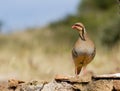 Chukar Partridge (Alectoris chukar)