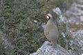 Chukar partridge, Greece Royalty Free Stock Photo