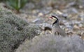 Chukar partridge, Greece Royalty Free Stock Photo