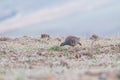 Chukar Partridge (Alectoris chukar) feeding in the field Royalty Free Stock Photo