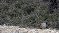 Chukar partridge, Greece Royalty Free Stock Photo