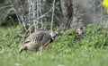 Chukar partridge, Greece Royalty Free Stock Photo