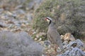 Chukar partridge, Greece Royalty Free Stock Photo