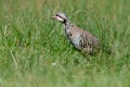 Chukar Partridge (Alectoris chukar) among green grasses Royalty Free Stock Photo