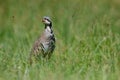 Chukar Partridge (Alectoris chukar) among green grasses Royalty Free Stock Photo