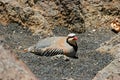 Chukar Partridge Bird