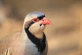 Chukar partridge Royalty Free Stock Photo