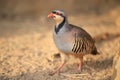 Chukar partridge