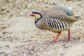 Chukar Partridge --- Birds of Pakistan