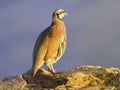 Chukar Partridge at Cape Sounion