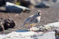 Chukar Partridge or Chukar Alectoris chukar Royalty Free Stock Photo