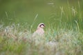 Chukar partridge in grass Royalty Free Stock Photo