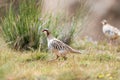 Chukar partridge, alectoris chukar Royalty Free Stock Photo