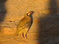 Chukar Partridge Enjoying Sunset at Temple of Poseidon