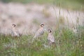 Chukar partridge family in the grass Royalty Free Stock Photo