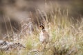 Chukar partridge in the grass Royalty Free Stock Photo