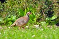 Chukar partridge, Greece Royalty Free Stock Photo