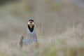 Chukar partridge, Greece Royalty Free Stock Photo