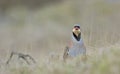 Chukar partridge, Greece Royalty Free Stock Photo