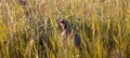 Chukar partridge peeking through grass Royalty Free Stock Photo