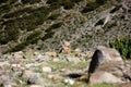 Chukar Partridge (Pheasant)