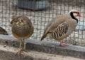 Chukar partridge and pheasant