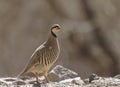 Chukar partridge in Rumbak Valley