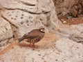 The chukar partridge, or simply chukar, is a Palearctic upland gamebird in the pheasant family Phasianidae.