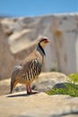 Chukar Partridge Royalty Free Stock Photo