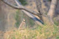 Chukar Partridge