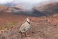Chukar partridge in the Haleakala National Park Royalty Free Stock Photo