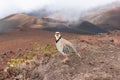 Chukar partridge in the Haleakala National Park Royalty Free Stock Photo