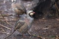 Chukar Partridge (Alectoris chukar) Royalty Free Stock Photo