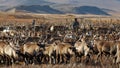 Chukchi reindeer herders in a herd of reindeer in the tundra.