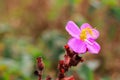 Osbeckia stellata Chuknaree Kholngkhelngkon Flowers