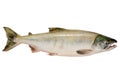 Chum salmon