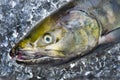 Chum salmon Royalty Free Stock Photo