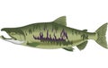 Chum Salmon Illustration Royalty Free Stock Photo