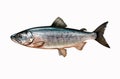 Chum salmon Oncorhynchus keta Royalty Free Stock Photo