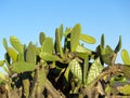 Chumbera Nopal Cactus Plant