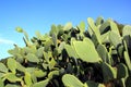 Chumbera nopal cactus plant blue sky Royalty Free Stock Photo